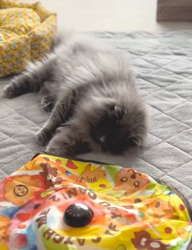 村井令枝ブリーダーからお迎えしたブリティッシュロングヘア：蘭丸くん