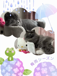 村井令枝ブリーダーからお迎えしたブリティッシュロングヘア：蘭丸くん