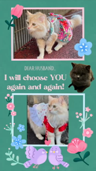 村井令枝ブリーダーからお迎えしたブリティッシュロングヘア：蘭丸くん