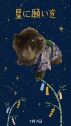 村井令枝ブリーダーからお迎えしたブリティッシュロングヘア：蘭丸くん