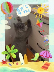 村井令枝ブリーダーからお迎えしたブリティッシュロングヘア：蘭丸くん