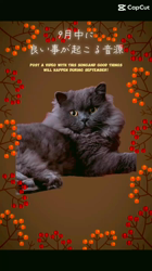 村井令枝ブリーダーからお迎えしたブリティッシュロングヘア：蘭丸くん