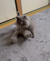 村井令枝ブリーダーからお迎えしたブリティッシュロングヘア：蘭丸くん