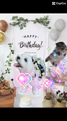 村井令枝ブリーダーからお迎えしたブリティッシュロングヘア：蘭丸くん