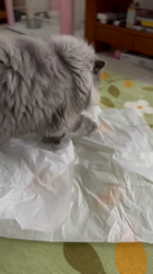 村井令枝ブリーダーからお迎えしたブリティッシュロングヘア：蘭丸くん