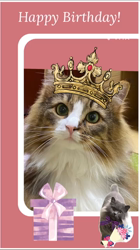 村井令枝ブリーダーからお迎えしたブリティッシュロングヘア：蘭丸くん