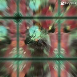 村井令枝ブリーダーからお迎えしたブリティッシュロングヘア：蘭丸くん