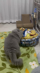 村井令枝ブリーダーからお迎えしたブリティッシュロングヘア：蘭丸くん