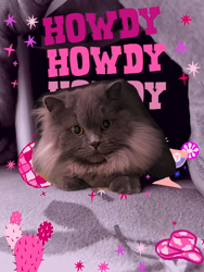 村井令枝ブリーダーからお迎えしたブリティッシュロングヘア：蘭丸くん