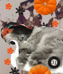 村井令枝ブリーダーからお迎えしたブリティッシュロングヘア：蘭丸くん