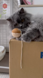 村井令枝ブリーダーからお迎えしたブリティッシュロングヘア：蘭丸くん