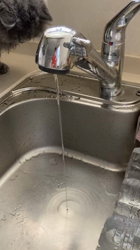 村井令枝ブリーダーからお迎えしたブリティッシュロングヘア：蘭丸くん