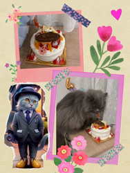 村井令枝ブリーダーからお迎えしたブリティッシュロングヘア：蘭丸くん