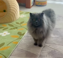 村井令枝ブリーダーからお迎えしたブリティッシュロングヘア：蘭丸くん