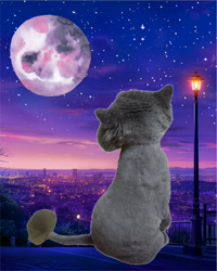 村井令枝ブリーダーからお迎えしたブリティッシュロングヘア：蘭丸くん