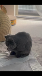 村井令枝ブリーダーからお迎えしたブリティッシュロングヘア：蘭丸くん