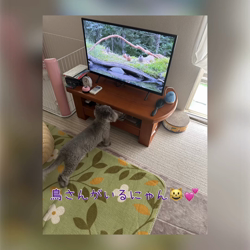 村井令枝ブリーダーからお迎えしたブリティッシュロングヘア：蘭丸くん