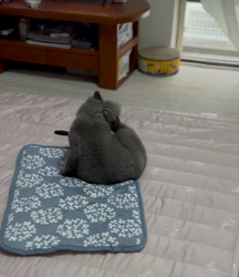 村井令枝ブリーダーからお迎えしたブリティッシュロングヘア：蘭丸くん