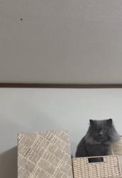 村井令枝ブリーダーからお迎えしたブリティッシュロングヘア：蘭丸くん