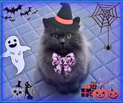 村井令枝ブリーダーからお迎えしたブリティッシュロングヘア：蘭丸くん