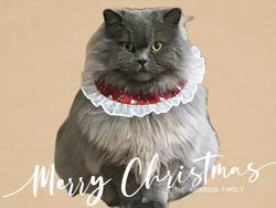 村井令枝ブリーダーからお迎えしたブリティッシュロングヘア：蘭丸くん