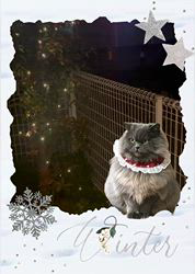 村井令枝ブリーダーからお迎えしたブリティッシュロングヘア：蘭丸くん