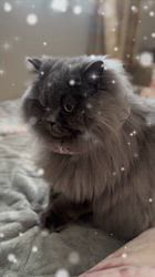 村井令枝ブリーダーからお迎えしたブリティッシュロングヘア：蘭丸くん