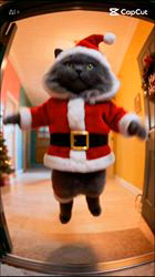 村井令枝ブリーダーからお迎えしたブリティッシュロングヘア：蘭丸くん