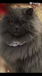 村井令枝ブリーダーからお迎えしたブリティッシュロングヘア：蘭丸くん