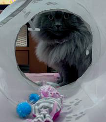 村井令枝ブリーダーからお迎えしたブリティッシュロングヘア：蘭丸くん