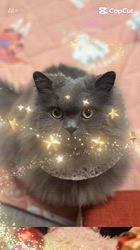 村井令枝ブリーダーからお迎えしたブリティッシュロングヘア：蘭丸くん