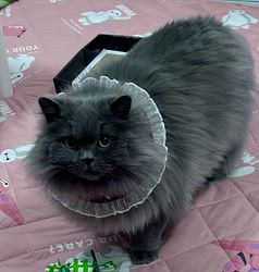 村井令枝ブリーダーからお迎えしたブリティッシュロングヘア：蘭丸くん