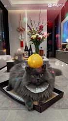 村井令枝ブリーダーからお迎えしたブリティッシュロングヘア：蘭丸くん