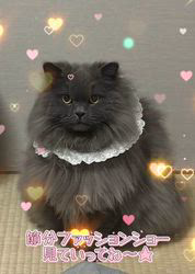 村井令枝ブリーダーからお迎えしたブリティッシュロングヘア：蘭丸くん