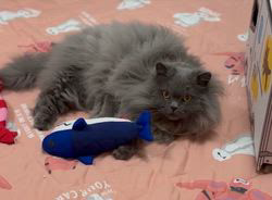 村井令枝ブリーダーからお迎えしたブリティッシュロングヘア：蘭丸くん