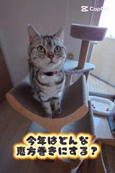 村井令枝ブリーダーからお迎えしたブリティッシュロングヘア：蘭丸くん