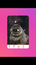 村井令枝ブリーダーからお迎えしたブリティッシュロングヘア：蘭丸くん