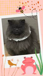 村井令枝ブリーダーからお迎えしたブリティッシュロングヘア：蘭丸くん