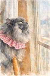 村井令枝ブリーダーからお迎えしたブリティッシュロングヘア：蘭丸くん