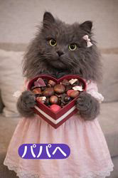 村井令枝ブリーダーからお迎えしたブリティッシュロングヘア：蘭丸くん