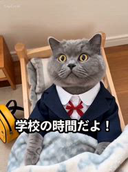 村井令枝ブリーダーからお迎えしたブリティッシュロングヘア：蘭丸くん