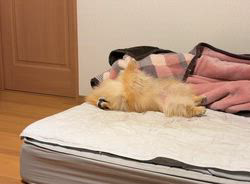 木村眞由美ブリーダーからお迎えしたポメラニアン：凛太郎くん