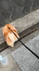 木村眞由美ブリーダーからお迎えしたポメラニアン：凛太郎くん