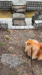 木村眞由美ブリーダーからお迎えしたポメラニアン：凛太郎くん