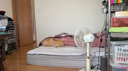 木村眞由美ブリーダーからお迎えしたポメラニアン：凛太郎くん