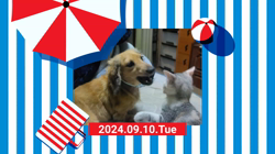 内田幸子ブリーダーからお迎えしたミニチュアダックスフンド(ロング)：メイちゃん