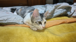 内田幸子ブリーダーからお迎えしたミニチュアダックスフンド(ロング)：メイちゃん