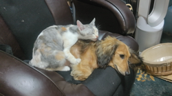 内田幸子ブリーダーからお迎えしたミニチュアダックスフンド(ロング)：メイちゃん