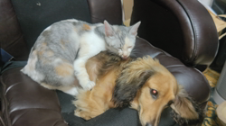 内田幸子ブリーダーからお迎えしたミニチュアダックスフンド(ロング)：メイちゃん