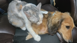 内田幸子ブリーダーからお迎えしたミニチュアダックスフンド(ロング)：メイちゃん